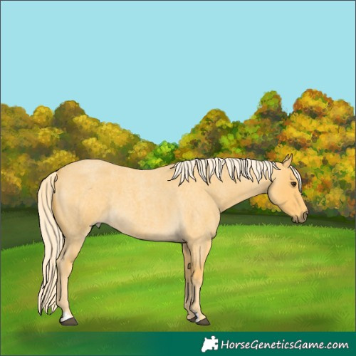 Horse Color:Palomino Roan 