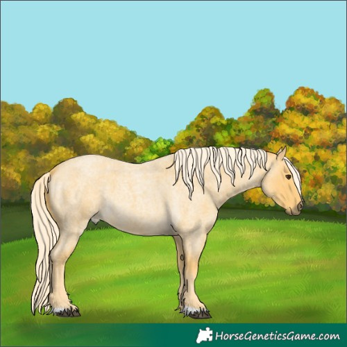 Horse Color:Palomino Roan 
