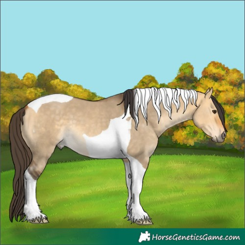 Horse Color:Buckskin Dun Tobiano