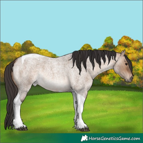 Horse Color:Brown Roan Dun Tobiano 