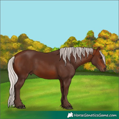 Horse Color:Silver Bay 