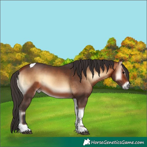 Horse Color:Bay Onyx Tobiano 