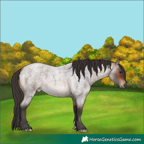 Horse Color:Brown Roan