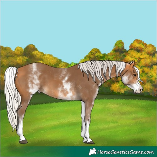 Horse Color:White Spotted Silver Buckskin
