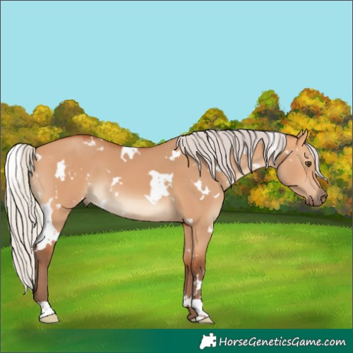 Horse Color:White Spotted Silver Bay Dun