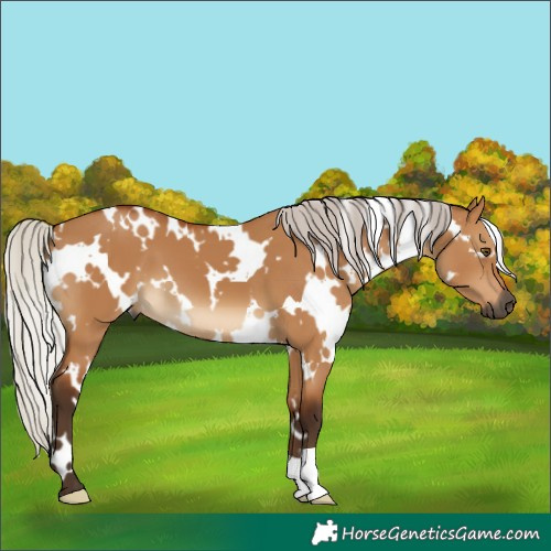 Horse Color:Gray White Spotted Silver Bay Dun 