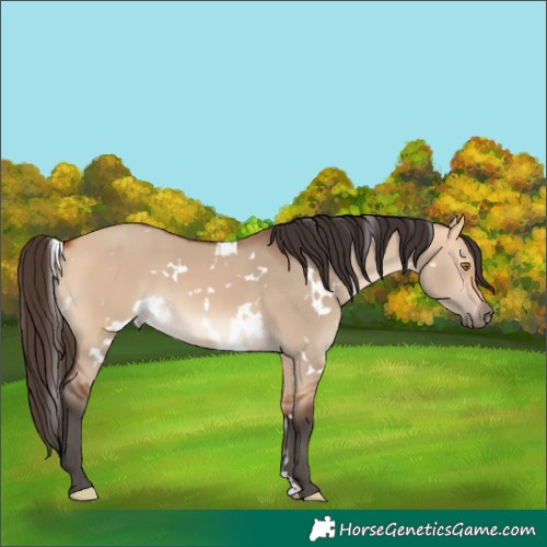 Horse Color:White Spotted Bay Dun