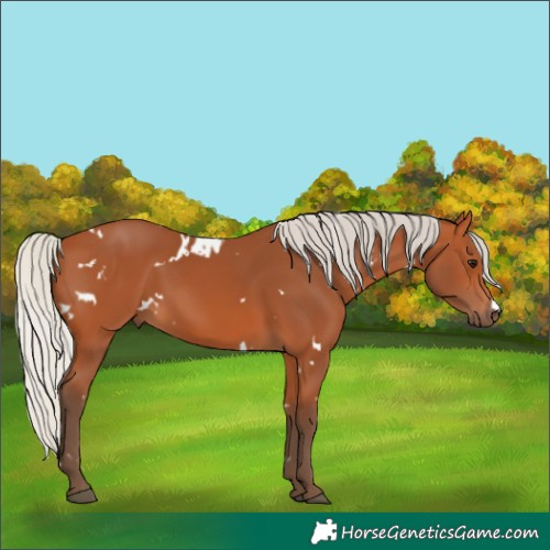 Horse Color:White Spotted Silver Bay