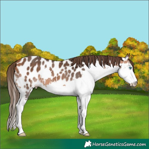 Horse Color:Bay Splash Near Leopard