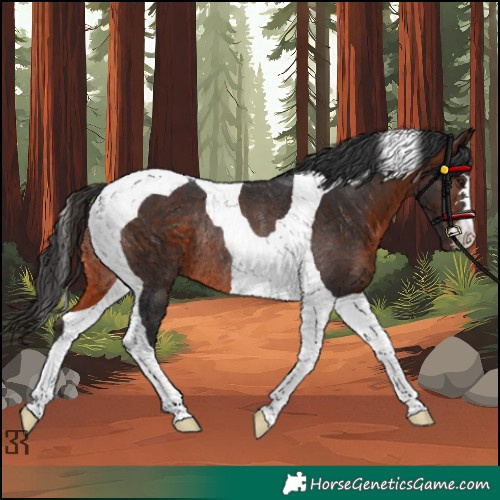 Horse Color:Brown Tobiano Rabicano 