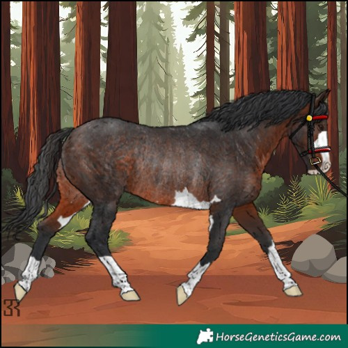 Horse Color:Brown Rabicano