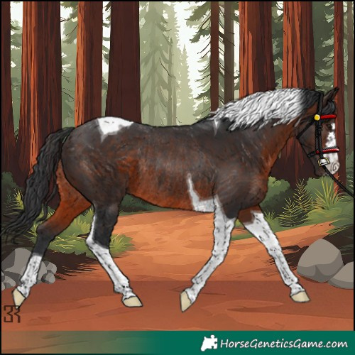 Horse Color:Brown Tobiano Rabicano