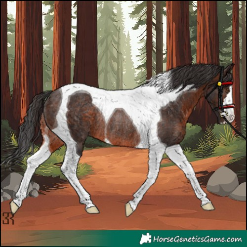 Horse Color:Brown Tobiano Rabicano