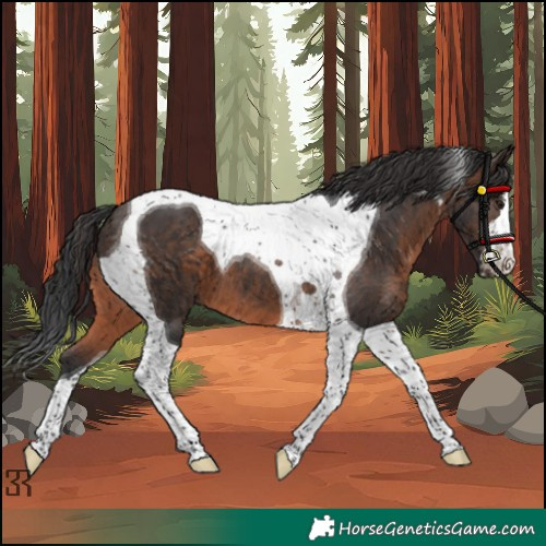 Horse Color:Brown Tobiano