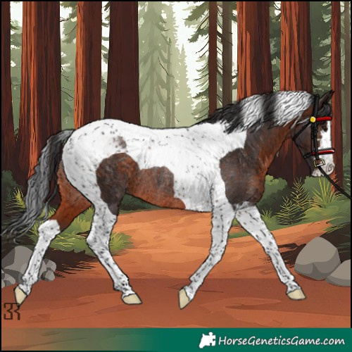 Horse Color:Brown Tobiano Rabicano 