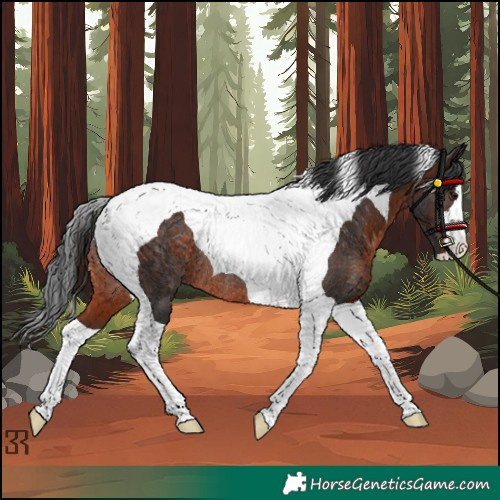 Horse Color:Brown Tobiano Rabicano