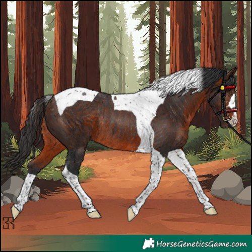 Horse Color:Brown Tobiano Rabicano