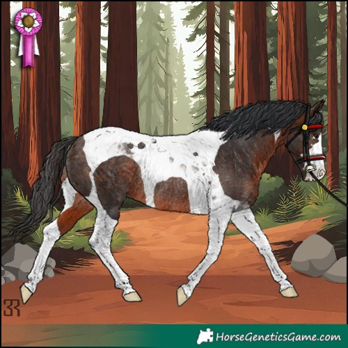 Horse Color:Brown Tobiano Rabicano