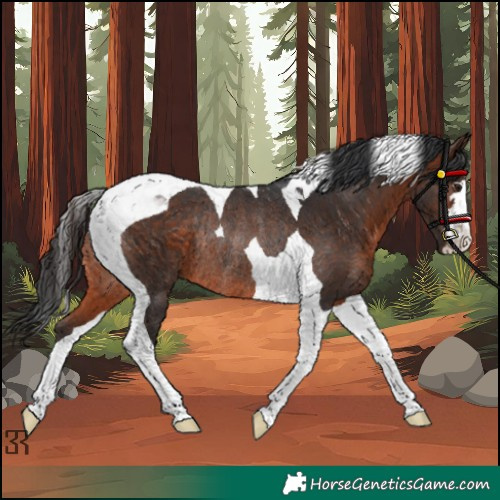 Horse Color:Brown Tobiano Rabicano 