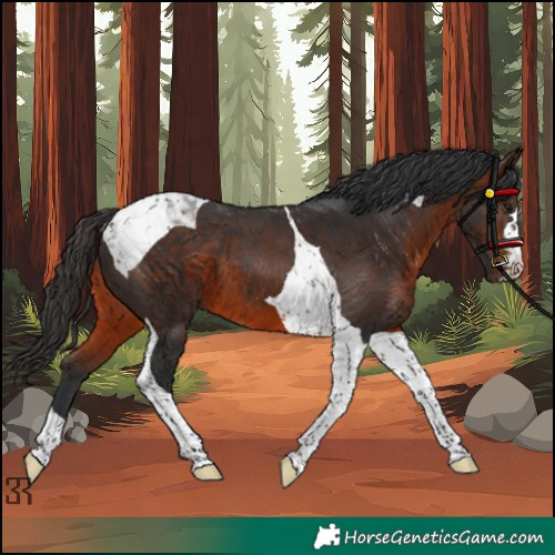 Horse Color:Brown Tobiano