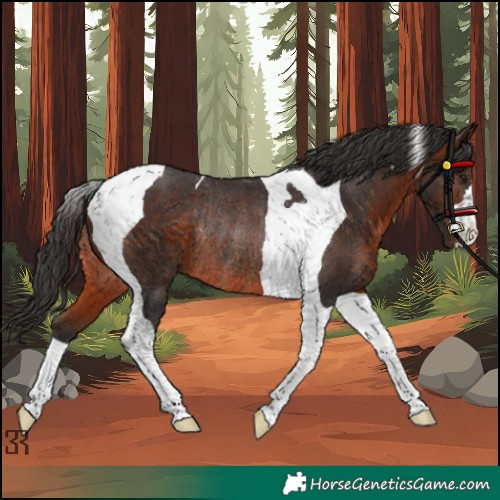 Horse Color:Brown Tobiano Rabicano 