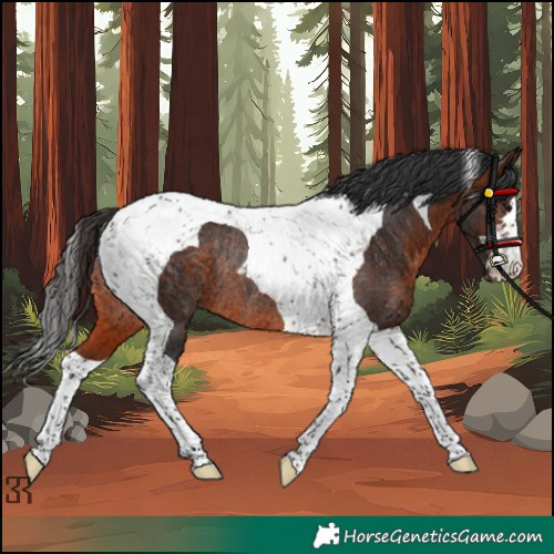 Horse Color:Brown Tobiano Rabicano 