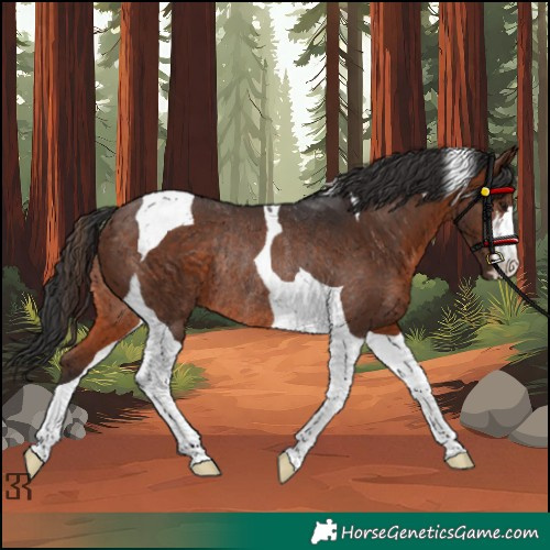 Horse Color:Brown Tobiano Rabicano