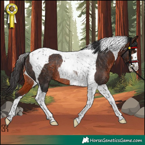 Horse Color:Brown Tobiano Rabicano