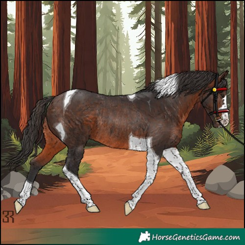 Horse Color:Brown Tobiano Rabicano 