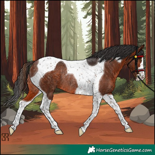 Horse Color:Brown Tobiano Rabicano 