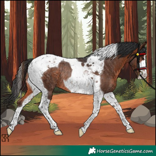 Horse Color:Brown Tobiano Rabicano 