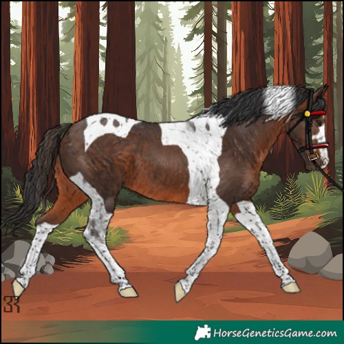 Horse Color:Brown Tobiano 