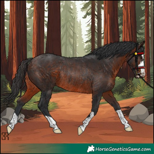 Horse Color:Brown Rabicano 