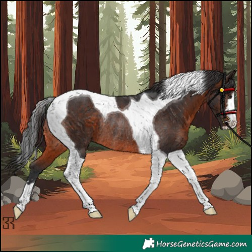 Horse Color:Brown Tobiano Rabicano