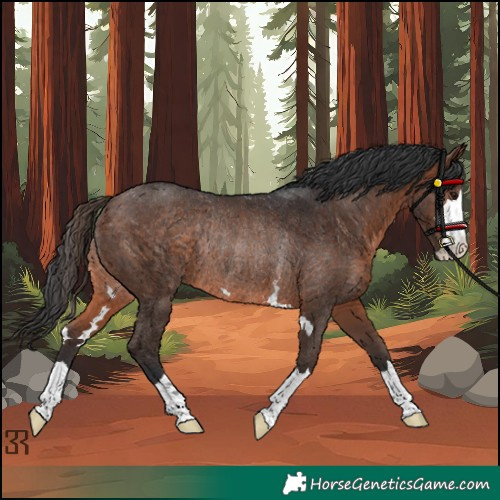 Horse Color:Brown Rabicano