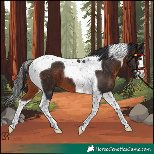 Horse Color:Brown Tobiano