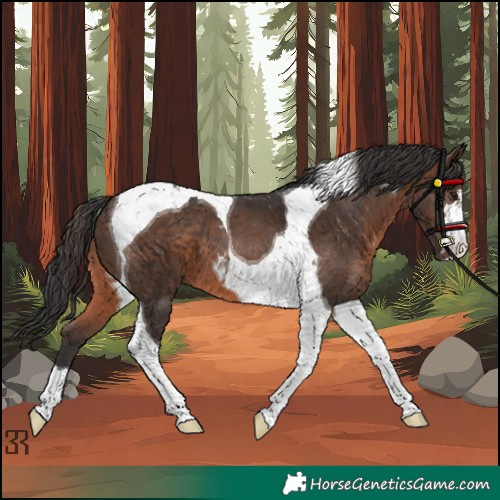 Horse Color:Brown Tobiano