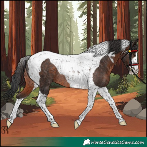 Horse Color:Brown Tobiano Rabicano