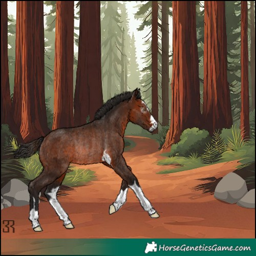 Horse Color:Gray Bay Rabicano 