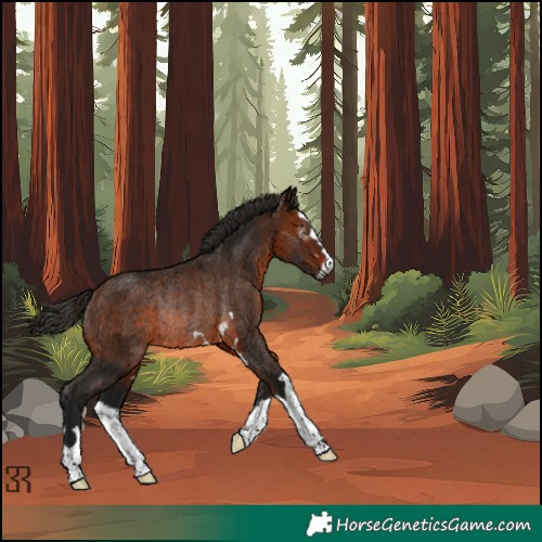 Horse Color:Gray Bay Rabicano 