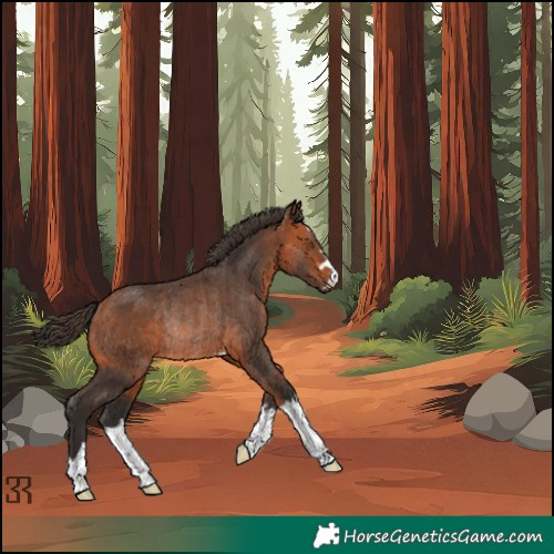 Horse Color:Bay Rabicano 