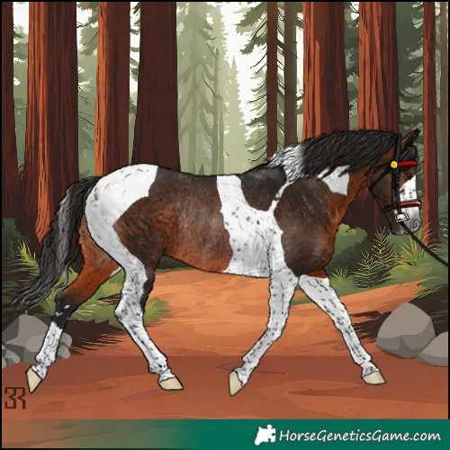 Horse Color:Gray Bay Tobiano Rabicano
