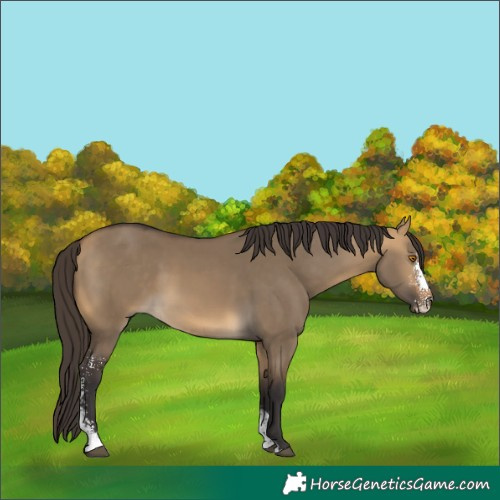 Horse Color:Unknown 