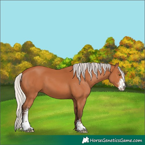 Horse Color:Unknown 