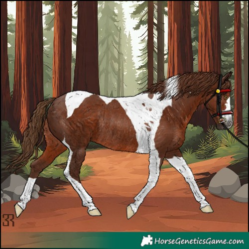 Horse Color:Gray Chestnut Tobiano Rabicano 
