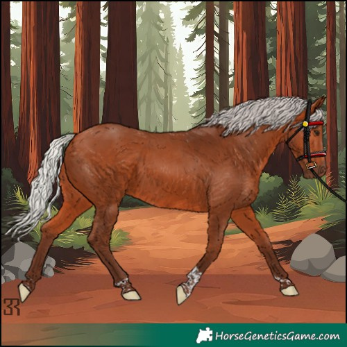 Horse Color:Silver Bay Tobiano Rabicano