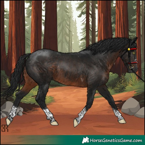 Horse Color:Gray Brown Tobiano Rabicano 