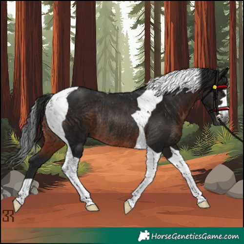 Horse Color:Gray Brown Tobiano Rabicano