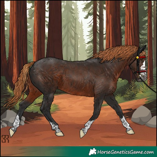 Horse Color:Gray Liver Chestnut Rabicano