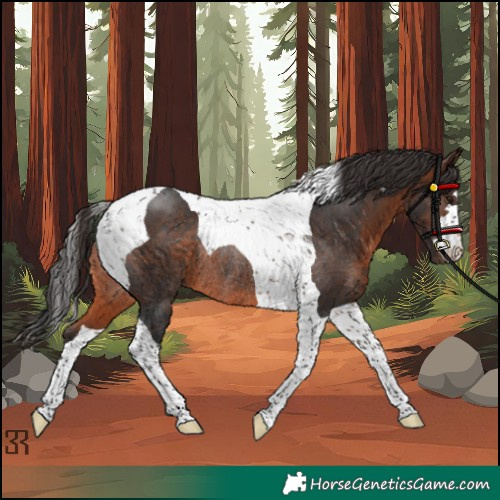 Horse Color:Brown Tobiano Rabicano